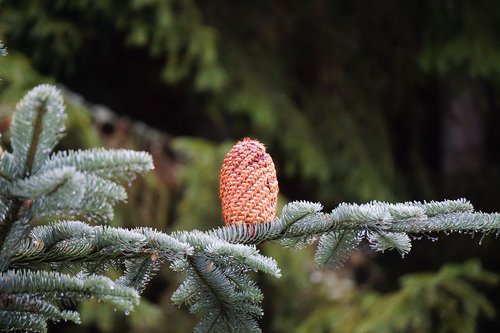 pine cones  nobilis fir  branch