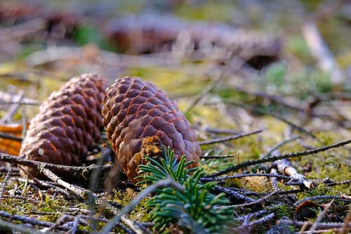 pine cones  forest  nature