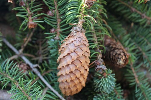 pine cones  forest  green