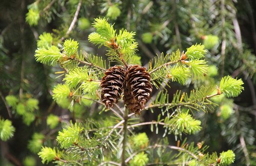 pine cones  nature  tree