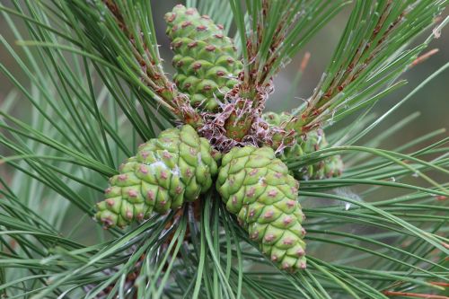 pine cones plant cones