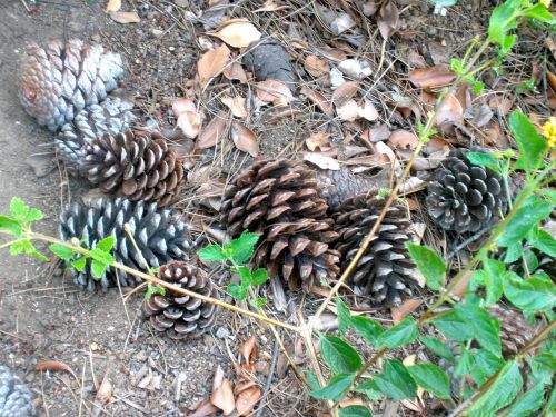 pine cones autumn fall