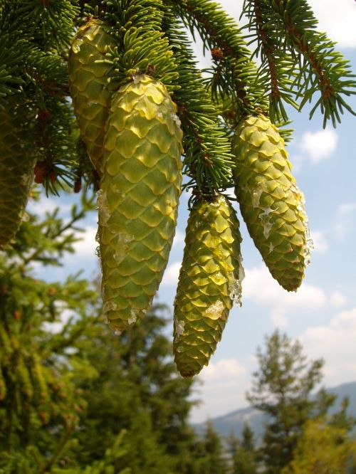 pine cones mountain tree