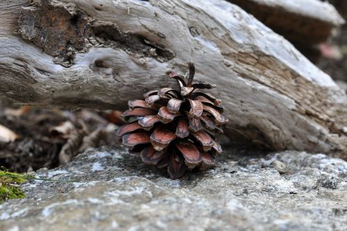 pine cones tap nature