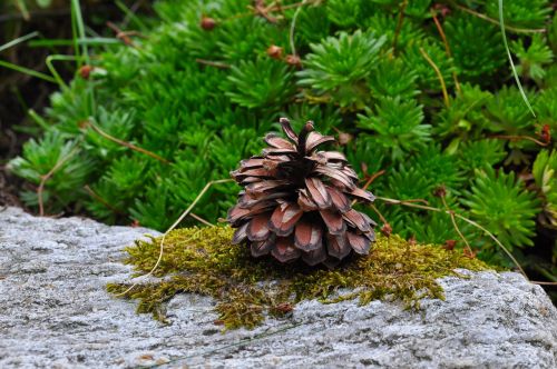 pine cones stone moss