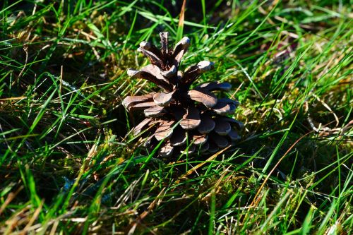 pine cones grass meadow