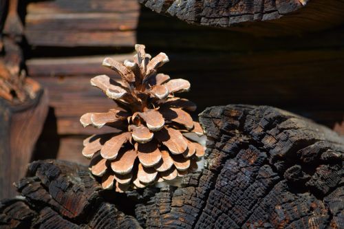 pine cones wood nature