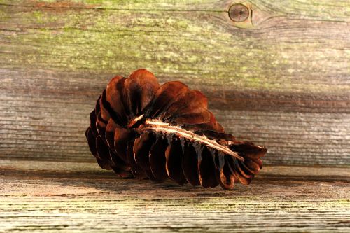 pine cones tap brown