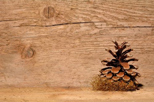 pine cones wood background