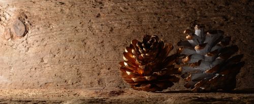pine cones wood background