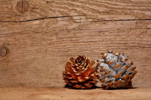 pine cones wood background