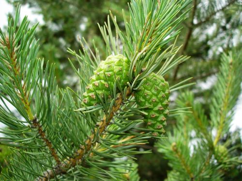 pine cones pine pine tree