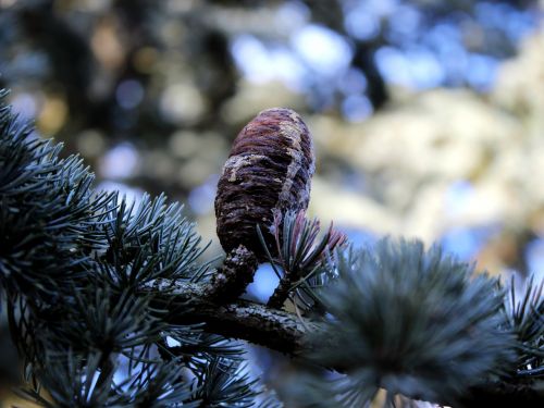 pine cones tannenzweig branch