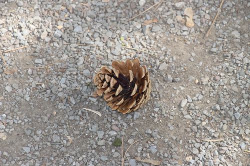 pine cones brown tap