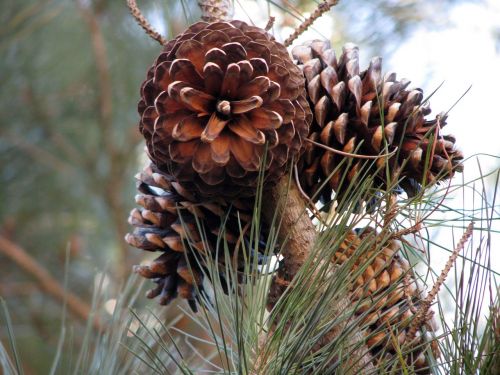 pine cones conifer pine needles