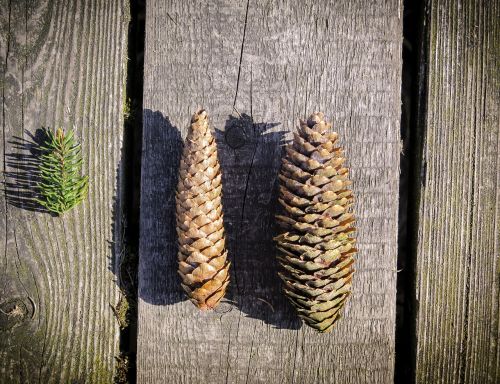 pine cones tap wood