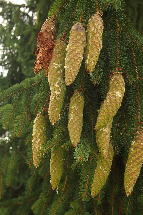pine cones conifer resin