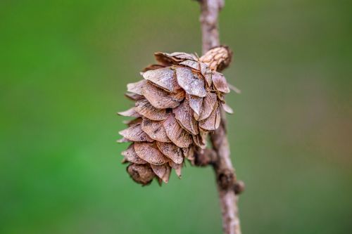 pine cones macro nature