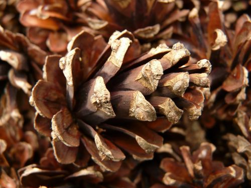 pine cones pine wood