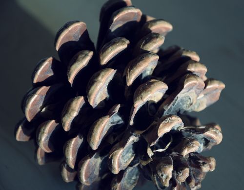 pine cones pine nuts tap