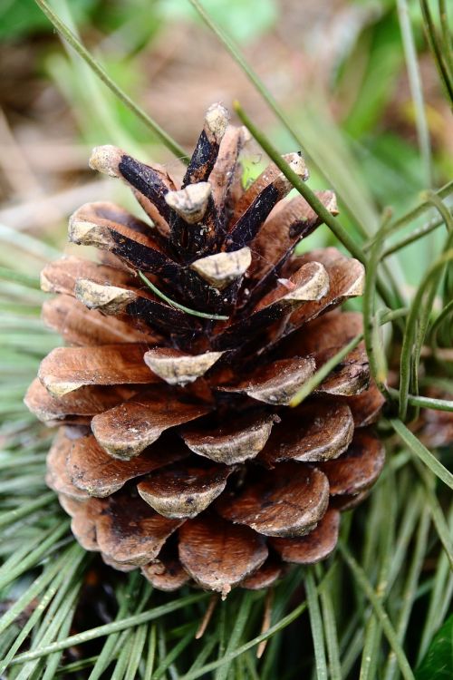 pine cones pine tap