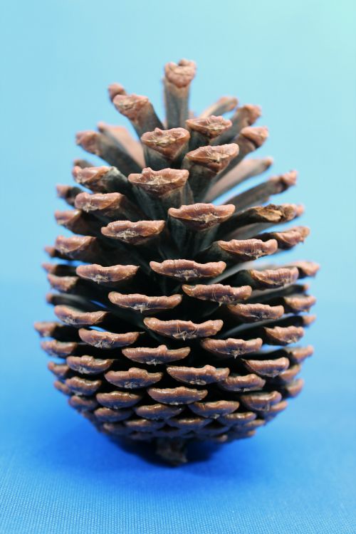 pine cones pine beauty