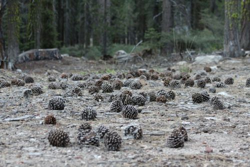 pine cones ground forest