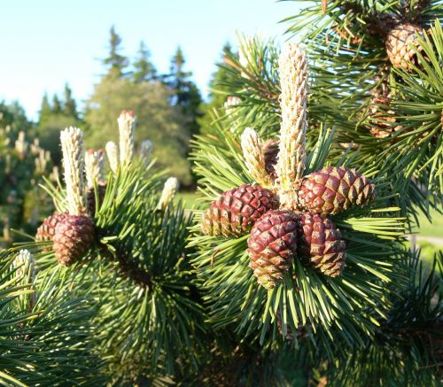 pine cones needle seeds