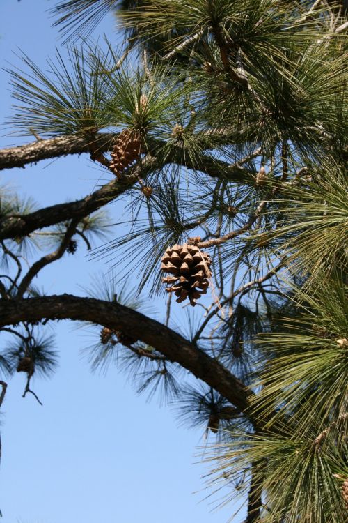 Pine Cones Against The Sky