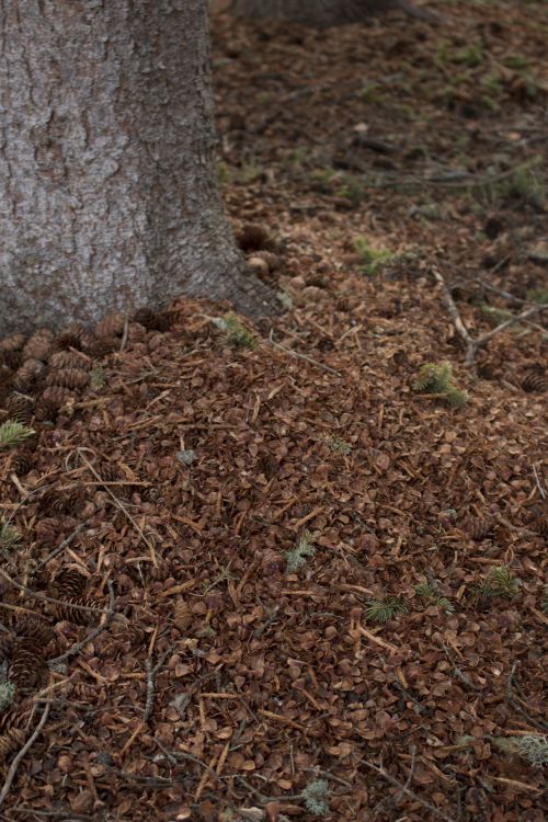 Pine Cones And Pine Needles