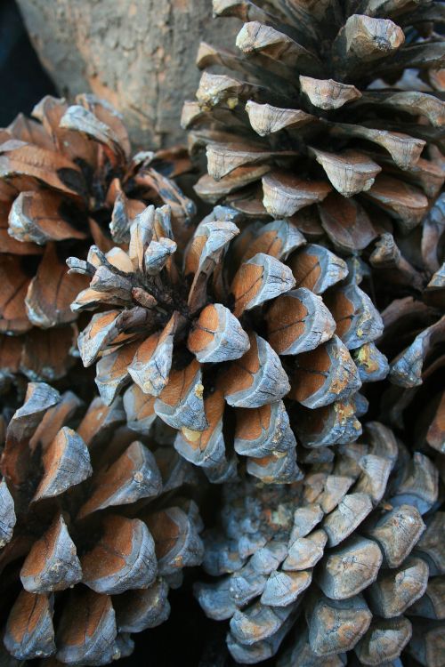 Pine Cones Close