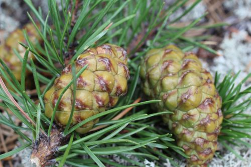 Pine Cones Needles