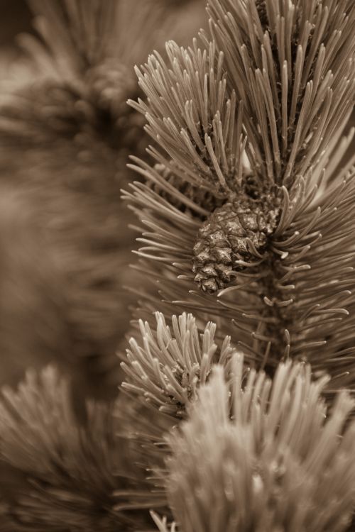 Pine Cones On A Branch