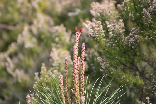 pine flower  blossom  bloom