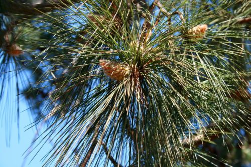 Pine Flower And Cluster Of Needles