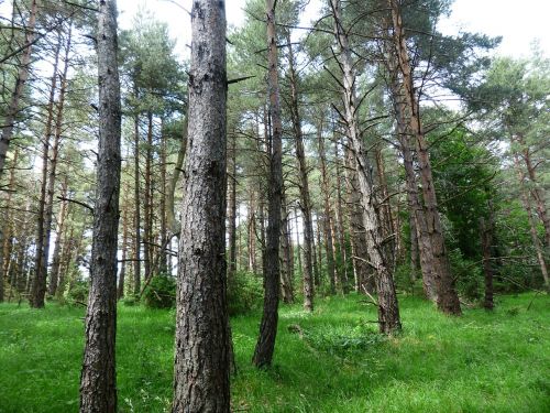 pine forest forest trees