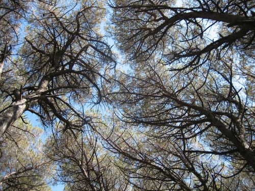 pine forest canopy tuscany