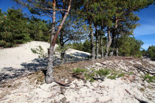 pine forest pine sand