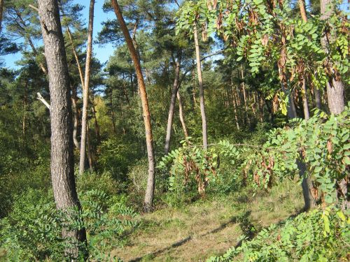 pine forest forest palatinate