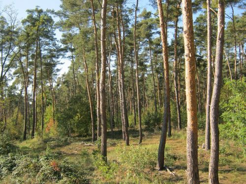 pine forest forest palatinate