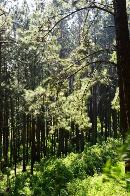 pine forest back light trees