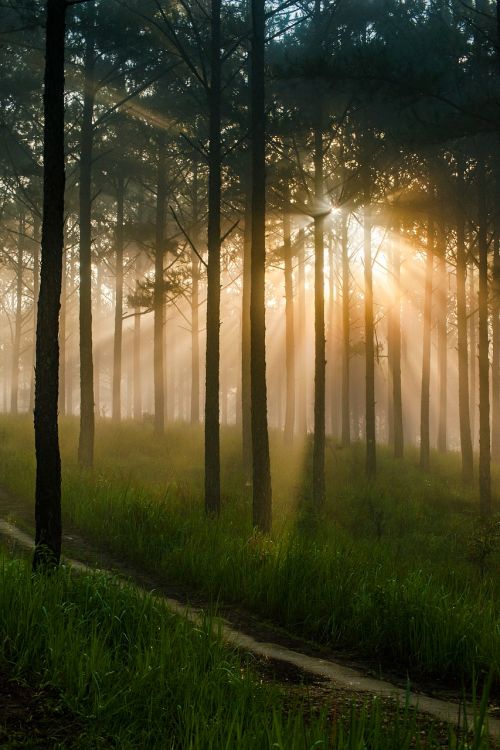 pine forest mist sunshine