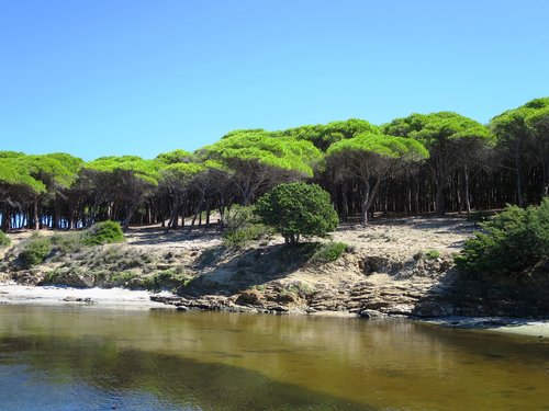 pine forest  budoni  beach