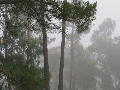 pine forest fog pine