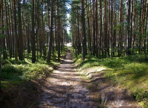 pine forest trail sand