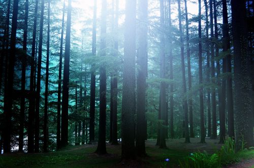 Pine Forest Background