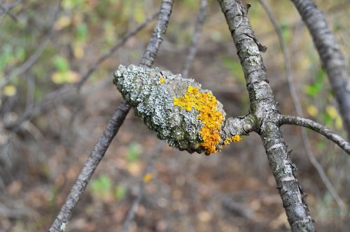 pine fruit pineapple with lichens nature