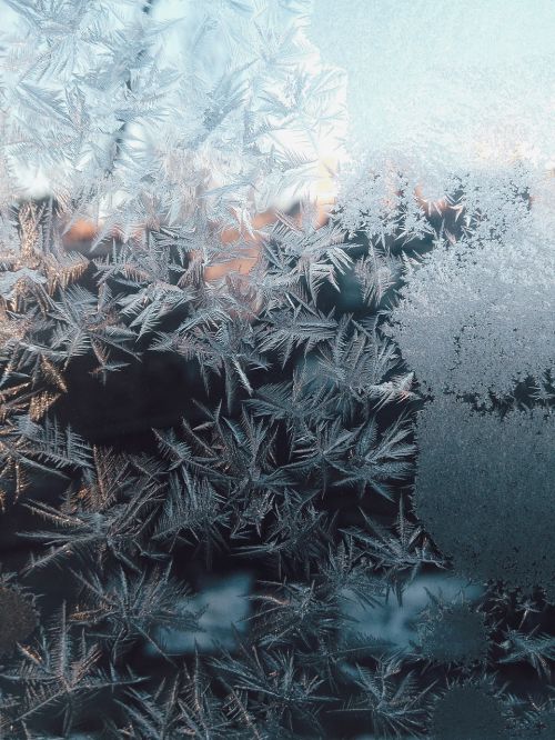 pine leaves frozen freezing