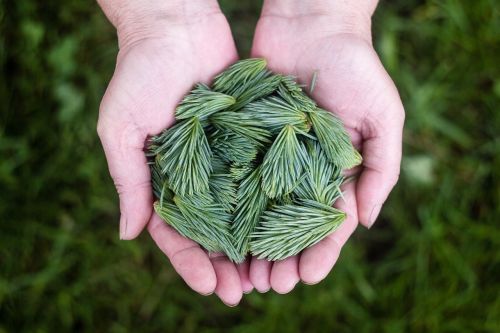 pine leaves green hands