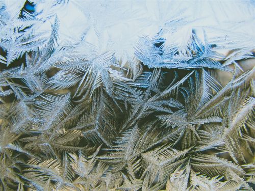 pine leaves frozen freezing